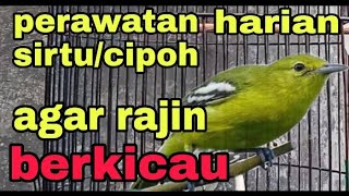 Download lagu perawatan burung sirtu/cipoh agar rajin berkicau & tidak mudah sakit mp3 Download lagu perawatan burung sirtu/cipoh agar rajin berkicau & tidak mudah sakit mp3