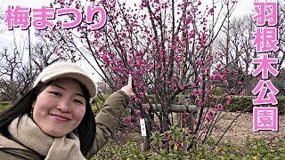 preview picture of video '羽根木公園の梅　開花速報01 20190125 [4k] plum blossom'