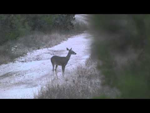 Whitetail doe with Sears stamped .35 Remington