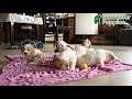 Cavachon dogs for sale: Bubbles - Video 1
