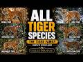 All Tiger Sub Species Species List