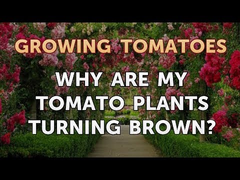 Is Vinegar Good for Tomato Plants
