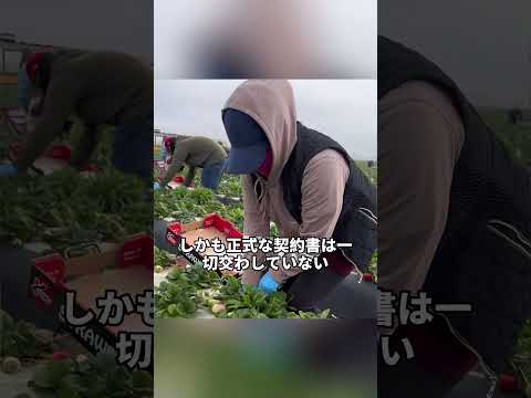 韓国農家が日本のイチゴ品種を盗んで栽培し700億円稼いだ末路が自業自得すぎる