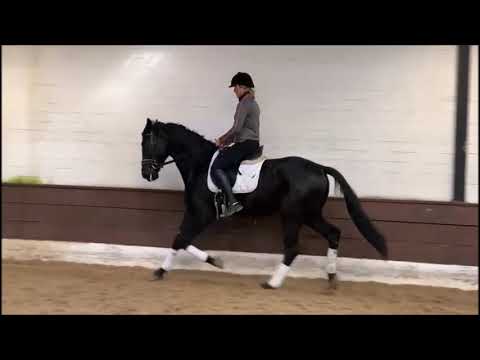 BLACKBERRY 5j. v. Blackstage - Floriscount  VB 22.000,- Euro