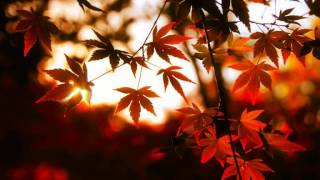 Autumn's Grey Solace - Eternal Light (shoegaze, ethereal darkwave)