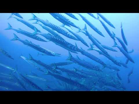 ajg063 diving in ustica among barracudas
