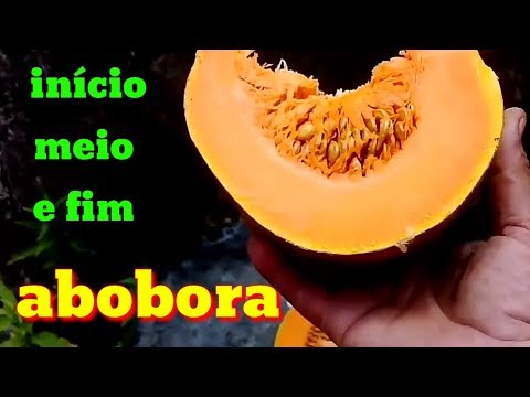 How to plant pumpkin complete