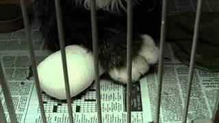 Trailer Preview Image