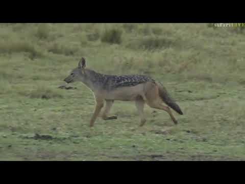 Aug 23 2017 - Sunrise-  2 very happy Black Backed Jackals and much much more with Brent