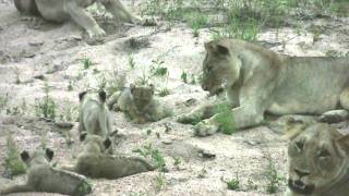 preview picture of video 'Evening Encounter:  Lion Pride with newborn cubs'
