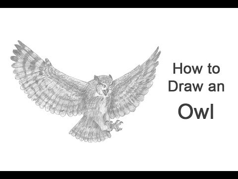 How to Draw an Owl (Great Horned) Flying