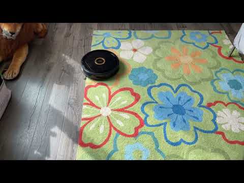 Trifo Lucy Pet Robotic Vacuum Cleaning Demonstration
