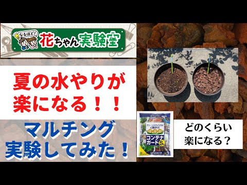 夏に家庭菜園にマルチングをするのが良いのはなぜですか?わらの選び方は？  庭園