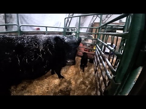 Will Greta Have Her 4th Set of Twins?