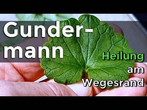 Ground Ivy Herbal Knowledge: The Insider Tip for Your Health!