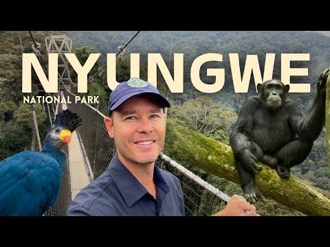 I went chimpanzee trekking in RWANDA! Nyungwe National Park