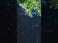 Mounam Pesiyadhe Bgm U1 Whatsapp Status