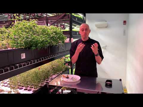 Summer Savory Plant Profile