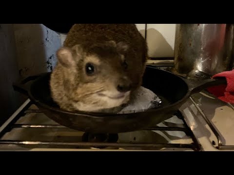 Hyrax On The Pancakes - Squiggy's Antics GONE TOO FAR hahaha #dassie #hyrax #pancakes