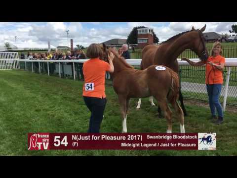TBA Foal Show 2017 - Lot 54 - F17 - Midnight Legend & Just for Pleasure