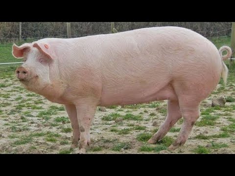, title : 'British Landrace Pig | Facts | All You Need To Know'