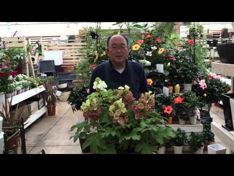 園芸 カシワアジサイ