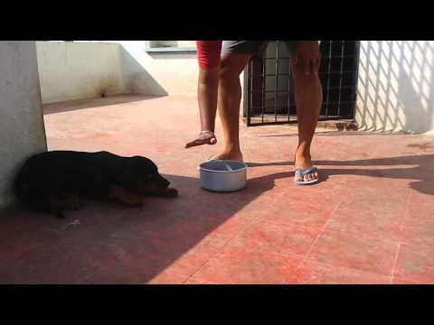 Jack, julius and juli