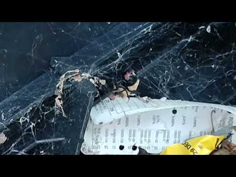 Black Widow Crawling in Bait Station in Rocky Hill, NJ