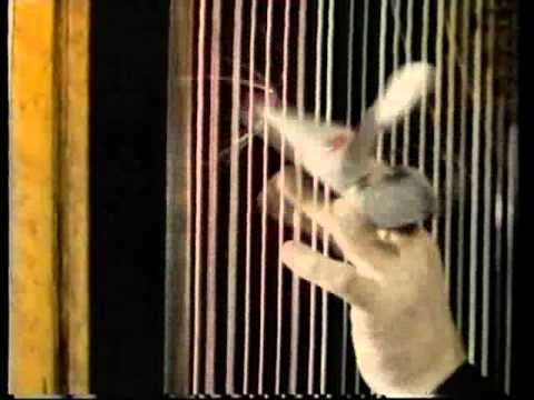 Two BBC2 junctions & continuity (Bank Holiday Monday 4th May 1992)