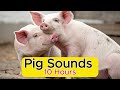 Pig Sounds 10 Hours Peaceful Farm Ambience For Sleep And Relaxation