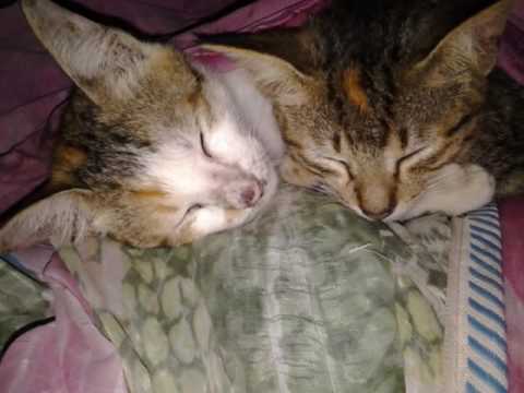 Lazy Cat - Angela & Angeli - By John Ali Akbar