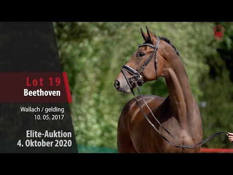 Elite-Auktion 4. Oktober 2020 Lot 19 Beethoven Wallach v. Ballettmeister - Eldino