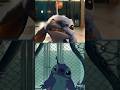 Lilo Stitch Live Action Vs Animation