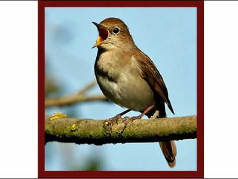 Făcea m-aş privighetoare