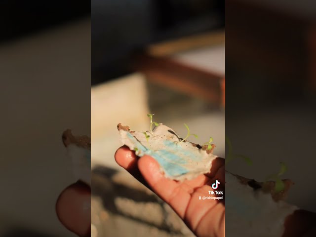 Vídeo relacionado con Tarjeta de amor Plantable Sant Jordi, Impresa en papel de semillas, tarjeta amor, Sant Jordi, personaliza la frase impresa