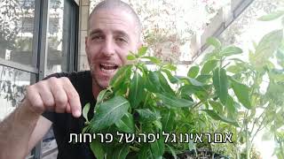 איך שומרים על הפרחים בחיים לפני שהם מתעלפים?