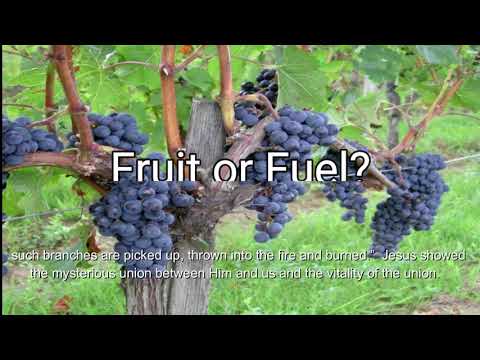 Fruit Or Fuel (Ezekiel 15:1-6)  Mission Blessings