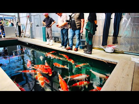 What is it like to buy Koi in Japan? Join us for our most recent trip to Japan Video