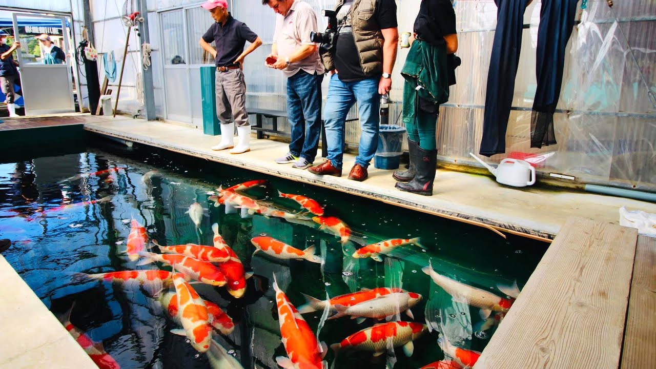 What is it like to buy Koi in Japan? Join us for our most recent trip to Japan
