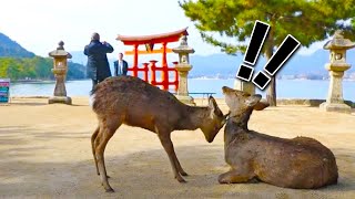 鹿がじゃれ合う!?宮島の大鳥居を見学