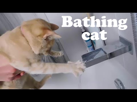 Mishka CAT takes a bath! Will she like it?