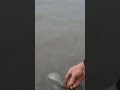 Video Thumbnail for Smallest Carp Ever.#Hashtag Assiniboine River Manitoba