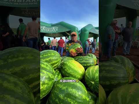 DIA DE CAMPO DA CULTURA DA MELANCIA EM ITUMBIARA