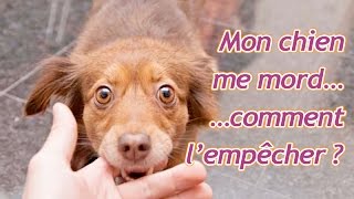 Mon chiot me mord beaucoup, comment l'empêcher 