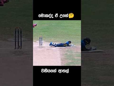 වනියා 😅💓 #cricket #srilankacricket #cricketshorts #funny #trend