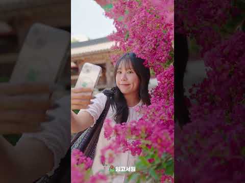 [2025 영천시 숏폼 콘텐츠 공모전 장려상 수상작] 영천 is YOUNG! - 심형진