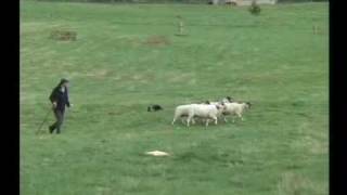 preview picture of video 'English National Sheepdog Trials 2007 - Vic Morris'