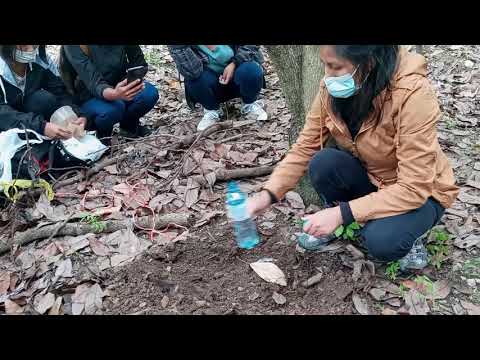 Como hacer la Trampa para Captura de Trichoderma, controlador biológico !!!