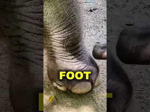 Smart Elephant Shows Genius Coconut Hack!