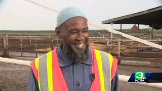 KCRA 3 - Inmates learning to become dairy farmers in Tracy